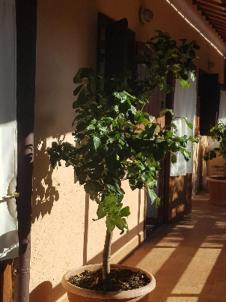La Dimora Degli Etruschi Hostel Civitella Cesi Exterior foto
